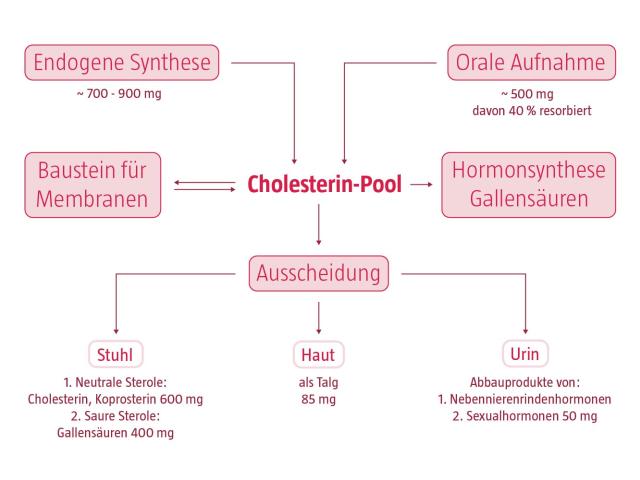 Befüllung und Leerung des Cholesterin-Pools