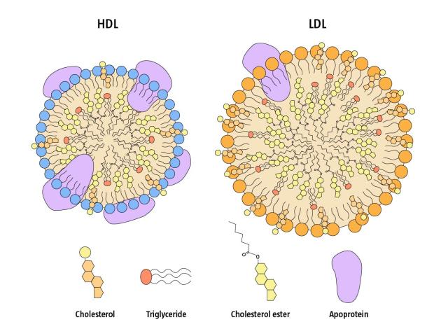 Vergleich HDL und LDL Cholesterin