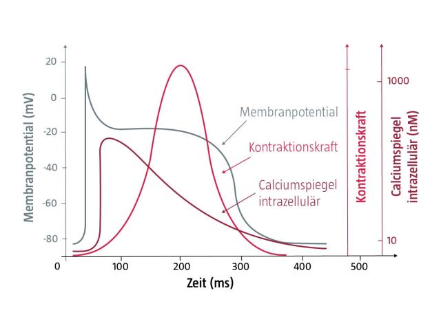 Membranpotential, Calciumspiegel und Kontraktionskraft