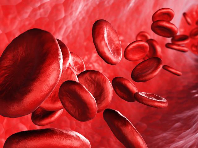 Blut – Rote Blutkörperchen