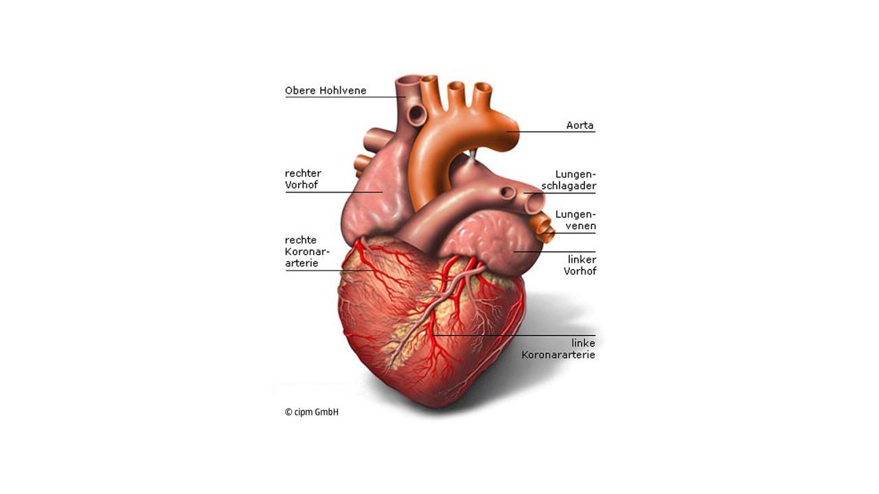 Anatomie Des Herzens Blutfluss Herzschlag Herzkranzgefasse