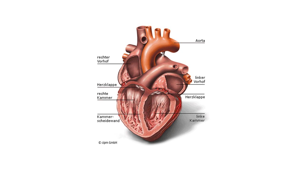Anatomie Des Herzens Blutfluss Herzschlag Herzkranzgefasse