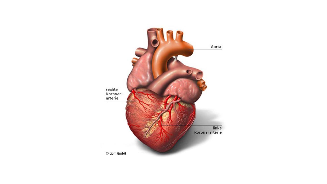 Aufbau, Anatomie des Herzens mit Herzkranzgefäßen, Koronararterien