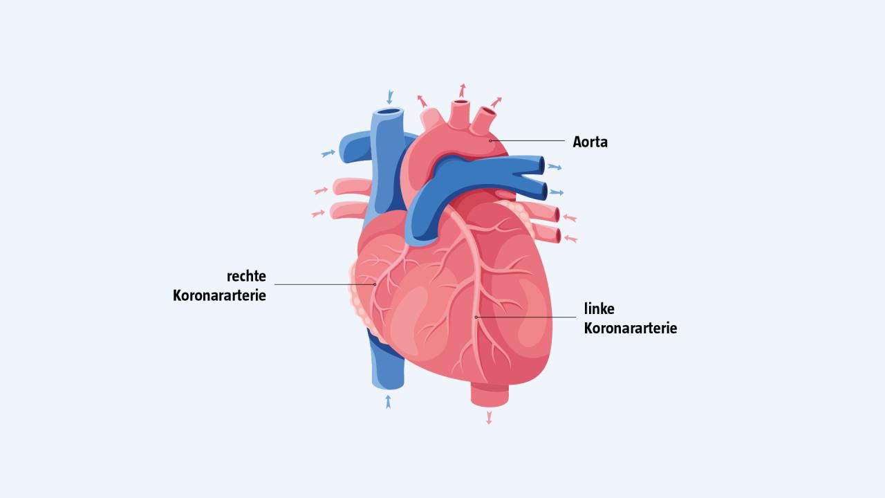 Aufbau, Anatomie des Herzens mit Herzkranzgefäßen, Koronararterien