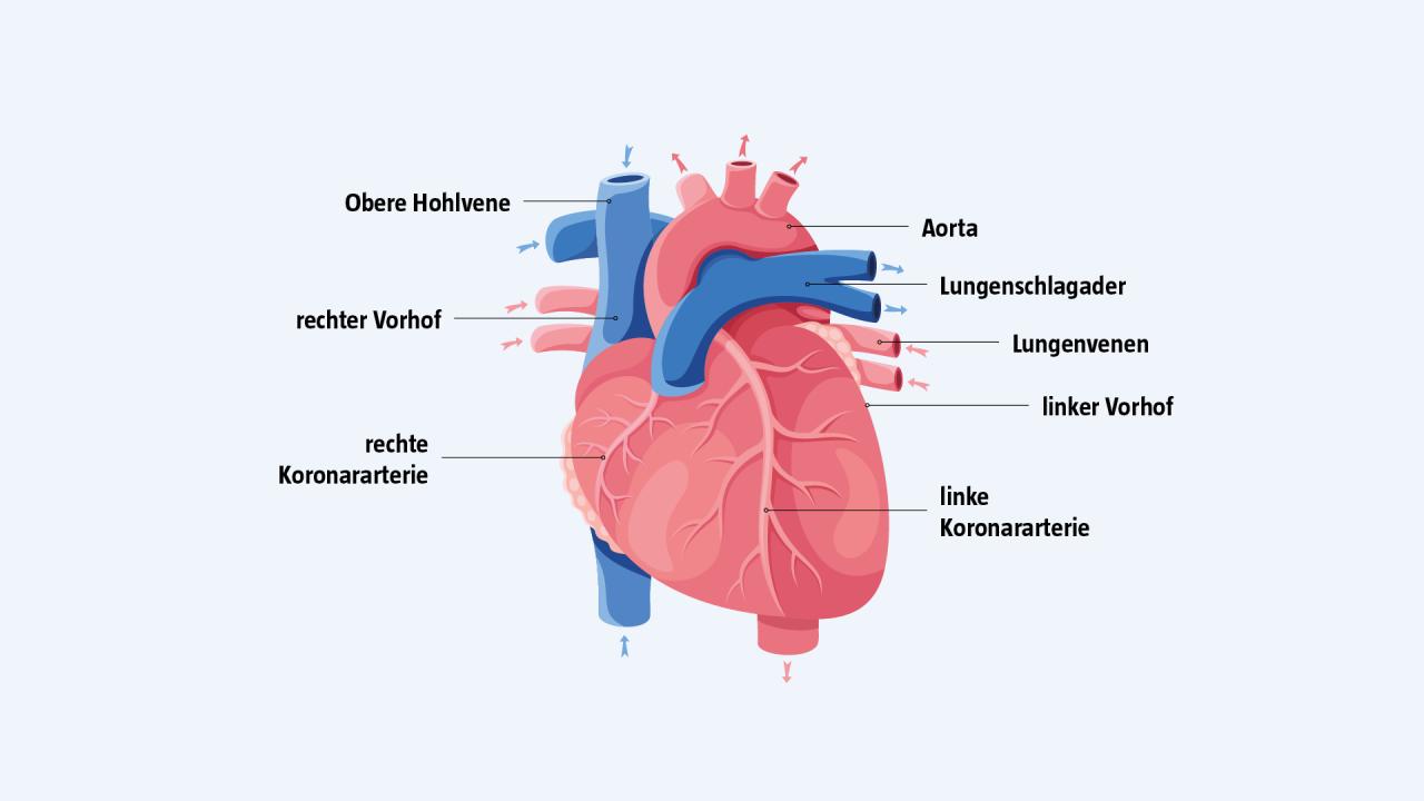 Herzanatomie – Das geschlossene Herz