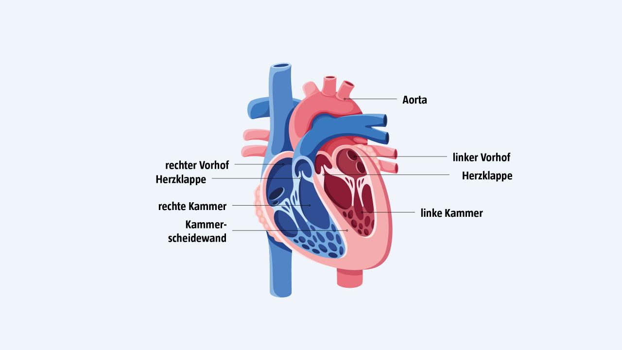 Herzanatomie – Das geöffnete Herz