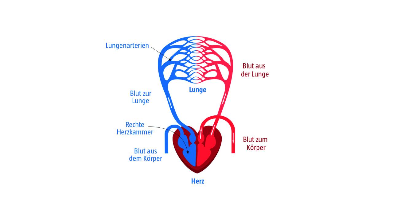 Lungenkreislauf des Herz-Kreislauf-Systems