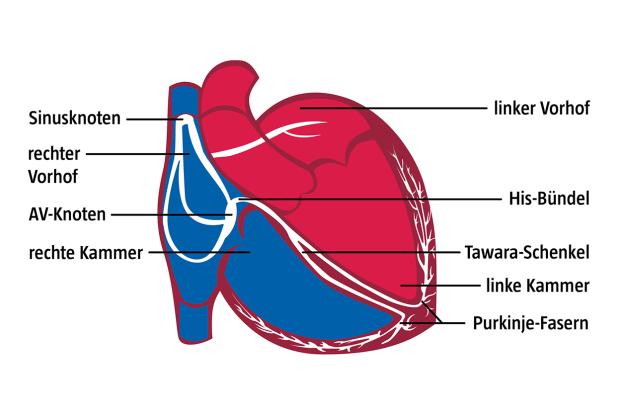 Erregungsleitungssystem des Herzens