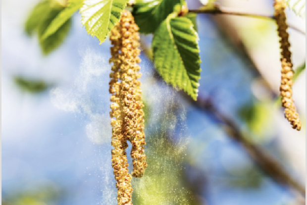 Pollenflugkalender zur Pollenflugvorhersage für Allergiker